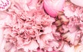 Abstract floral background, pink carnation flower petals. Macro flowers backdrop for holiday brand design Royalty Free Stock Photo