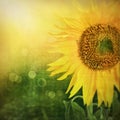 Abstract floral background with sunflower