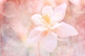 Abstract floral background with a texture. Beautiful pastel shades. soft selective focus Royalty Free Stock Photo