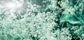 Abstract floral background. Unfocused photo of small white yarrow flowers on a blue green natural background Royalty Free Stock Photo