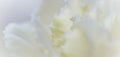 Abstract floral background, white carnation flower. Macro flowers backdrop for holiday brand design Royalty Free Stock Photo