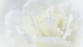 Abstract floral background, white carnation flower. Macro flowers backdrop for holiday brand design Royalty Free Stock Photo