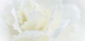 Abstract floral background, white carnation flower. Macro flowers backdrop for holiday brand design Royalty Free Stock Photo