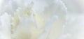 Abstract floral background, white carnation flower. Macro flowers backdrop for holiday brand design Royalty Free Stock Photo