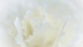 Abstract floral background, white carnation flower. Macro flowers backdrop for holiday brand design Royalty Free Stock Photo