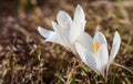 Abstract floral background, white crocus flowers. Macro flowers backdrop for holiday brand design