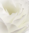 Abstract floral background, white rose flower petals. Macro flowers backdrop for holiday design. Soft focus Royalty Free Stock Photo