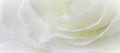 Abstract floral background, white rose flower petals. Macro flowers backdrop for holiday design. Soft focus Royalty Free Stock Photo
