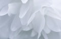 Abstract floral background, White terry Jasmine flower petals. Macro flowers backdrop for holiday brand design Royalty Free Stock Photo