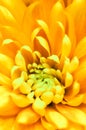 Abstract floral background, yellow chrysanthemum flower. Macro flowers backdrop for holiday brand design Royalty Free Stock Photo