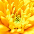 Abstract floral background, yellow chrysanthemum flower. Macro flowers backdrop for holiday brand design Royalty Free Stock Photo