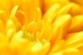 Abstract floral background, yellow chrysanthemum flower. Macro flowers backdrop for holiday brand design Royalty Free Stock Photo