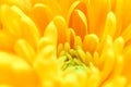 Abstract floral background, yellow chrysanthemum flower. Macro flowers backdrop for holiday brand design Royalty Free Stock Photo