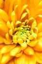 Abstract floral background, yellow chrysanthemum flower. Macro flowers backdrop for holiday brand design Royalty Free Stock Photo