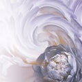 Abstract floral blue-white-purple background. A flower of a light blue peony on a background of twisted petals. Greeting card. Royalty Free Stock Photo