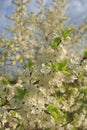 Abstract floral spring background from defocused delicate cherry blossoms. Banner for screen, greeting card, invitation, Royalty Free Stock Photo