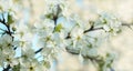 Abstract floral spring background from defocused delicate cherry blossoms. Banner for screen, greeting card, invitation, Royalty Free Stock Photo