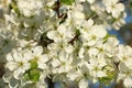 Abstract floral spring background from defocused delicate cherry blossoms. Banner for screen, greeting card, invitation, Royalty Free Stock Photo