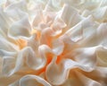 Abstract Floral Texture A Picture Featuring Shape and Gesture, Symbolizing Form and Expression, Close-up of Delicate White Petals Royalty Free Stock Photo