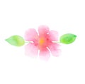 Abstract floral watercolor illustration. tender rosy plumeria fl