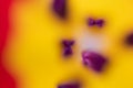 Abstract floreal background made with tulips macro close-up blurred. Abstract colorful background