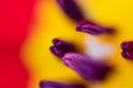 Abstract floreal background made with tulips macro close-up blurred. Abstract colorful background