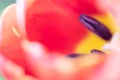 Abstract floreal background made with tulips macro close-up blurred. Abstract colorful background