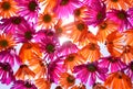 Abstract flower background Royalty Free Stock Photo