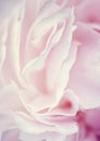 Delicate pink peony petals Royalty Free Stock Photo