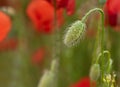 Abstract flower background with selective focus on poppy green bud.