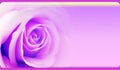 Roses in soft color, Made with blur style for background,,Blurred of Rose flowers blooming. in the pastel color style.