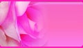 Pink roses in soft color, Made with blur style for background Royalty Free Stock Photo