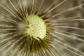 Abstract Flower: Barbed Seedpods on Dandelion Royalty Free Stock Photo
