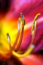 Abstract flower detail. Royalty Free Stock Photo