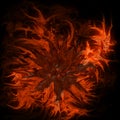 Abstract flower in flames on black background