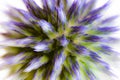 Abstract flower macro of a blue thistle Royalty Free Stock Photo