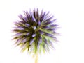 Abstract flower macro of a blue thistle Royalty Free Stock Photo