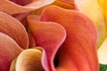 Abstract Flower petals