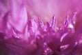Abstract flower petals with drops on them Royalty Free Stock Photo
