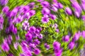 Abstract flower photography. Blurred motion background of flowers. Royalty Free Stock Photo