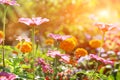 Abstract flowerbed on sunny day Royalty Free Stock Photo