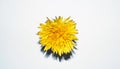 Yellow dandelion flower isolated on white background. Royalty Free Stock Photo