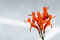 Abstract flowers of the cape honeysuckle plant Royalty Free Stock Photo