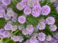 Abstract Flowers in Shades of Pink and Green Flowerscape