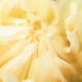 Abstract flowers yellow background. Delicate floral blurred back Royalty Free Stock Photo