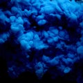 Abstract flowing liquid or blue ink in water on black background