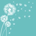 Abstract fluffy dandelion Vector illustration