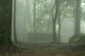 Abstract fog and light in tropical jungle Asia Thailand