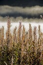 Vertical - Fog rises over water and plants at dawn in Alaska.