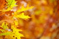 Abstract foliage background, beautiful tree branch in autumn